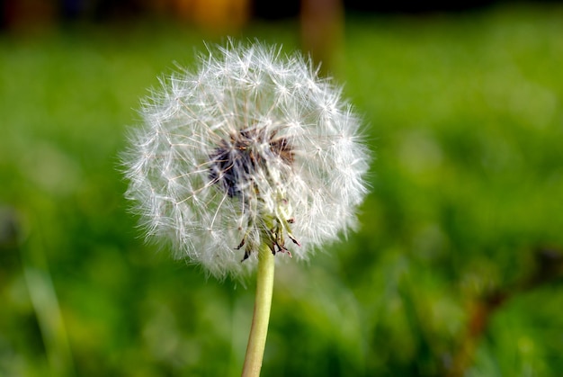 Anthodium of a dandelion