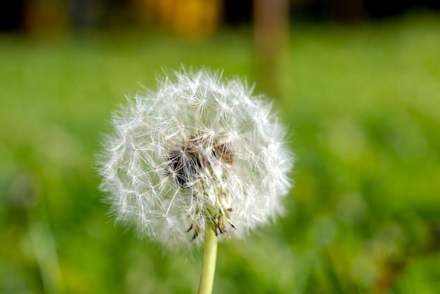 Anthodium of a dandelion