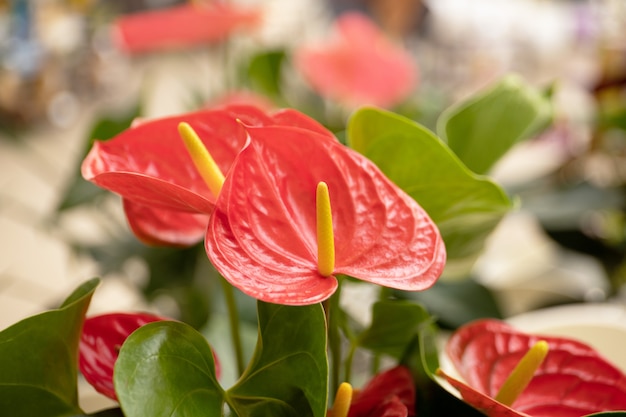 Anthurium flower close-up.