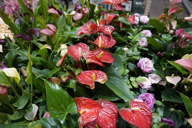 Anthurium red flower in store