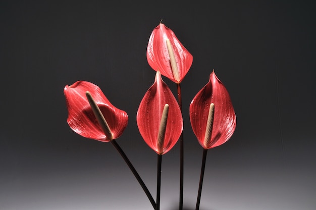  Anthurium red