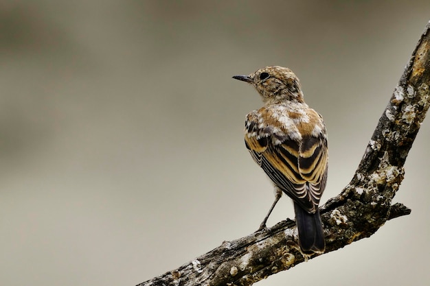 Anthus pratensis  the grass pipit or common pipit a passerine bird of the motacillidae family