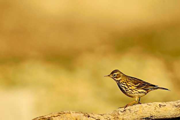 Anthus pratensis  the grass pipit or common pipit a passerine bird of the motacillidae family