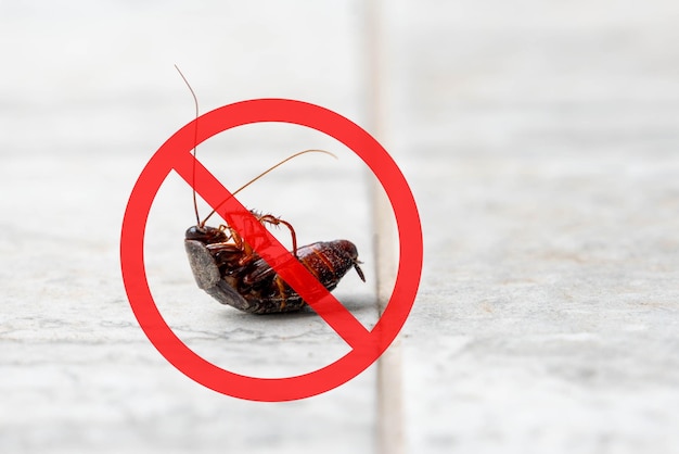 Photo anti cockroach