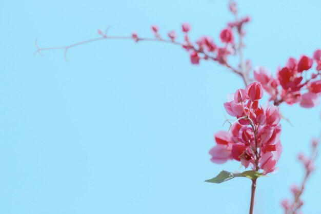 Antigonon leptopus Hook.Et Arn flower in autumn .