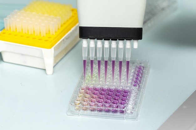 Antioxidant activity on microplate with DPPH radical