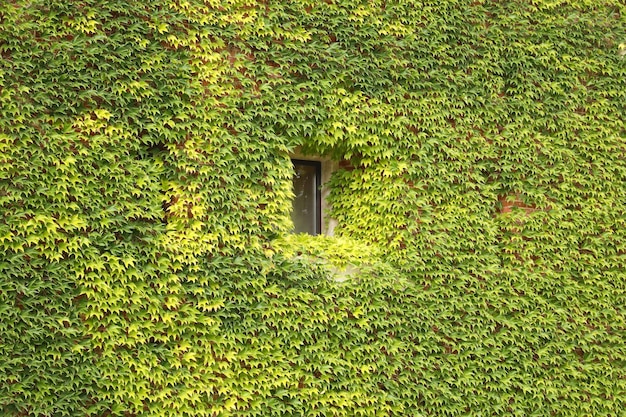 Antique brick facade covered in green ivy with window