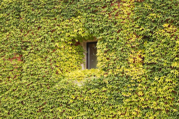 Antique brick facade covered in green ivy with window