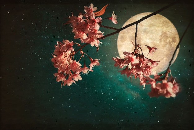 Antique and vintage style photo - Beautiful pink cherry blossom (sakura flowers) in night of skies with full moon and milky way stars.