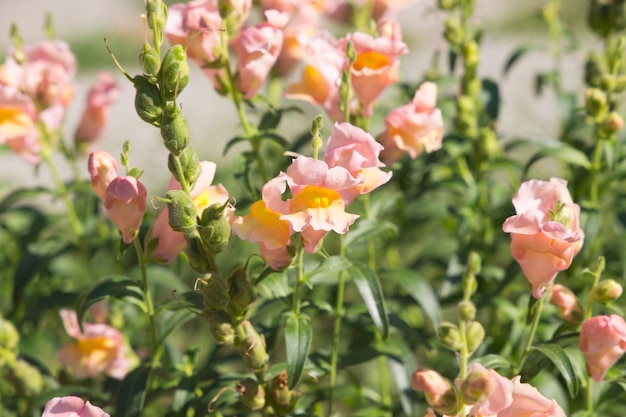 Antirrhinum or Snapdragon flowers background