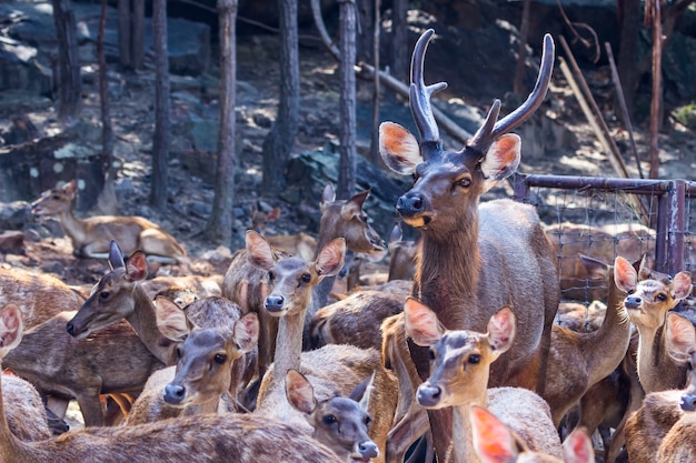 antler of mule deer buck (Odocoileus hemionus) with velvet antler staring from the woods.