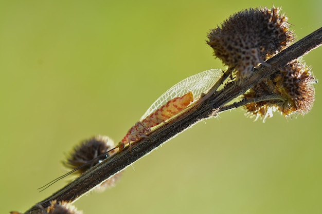 Antlion on twigs