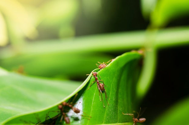 Ants are helping to build a nest of green leaves.