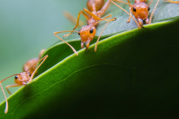 Ants are nesting on green leaves