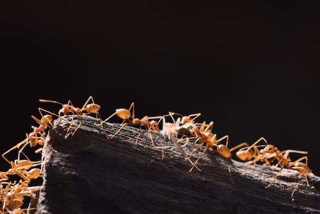 Ants are transporting their food prey to the nest.