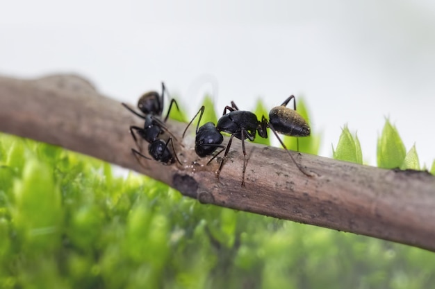 Ants foraging on tree branch with green lichen background