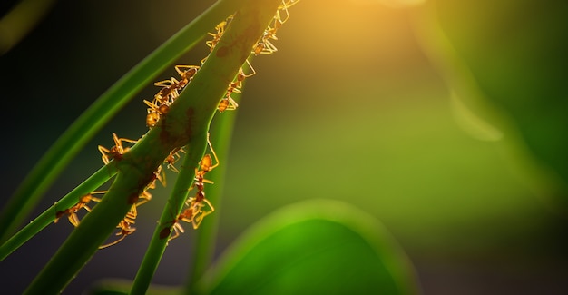 Ants on leaves, Concept team work together with sunlight.