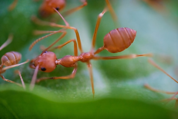 Ants macro on green leaves