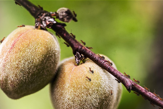 ants walking on tree fruit peach with insects ant infestation in tree fruit agricultural pest