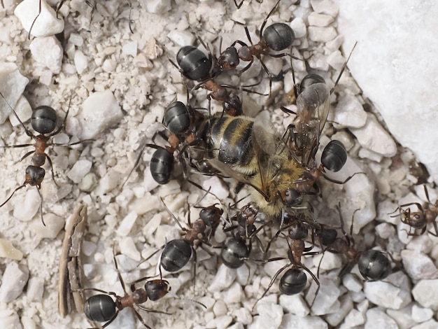 Ants while eating a bee