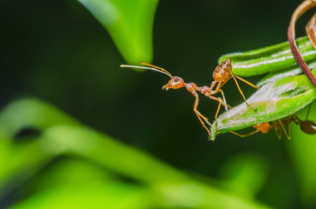 Ants with blurred images