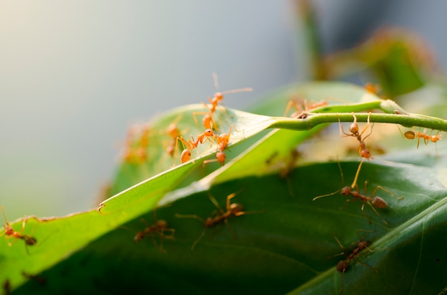 Ants with green leaves