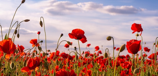 Anzac day memorial poppies field of red poppy flowers to honour fallen veterans soldiers in battle o