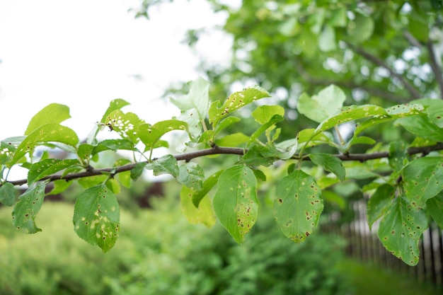 Aphids or greenflies eating the plum tree in the garden The tree's pests