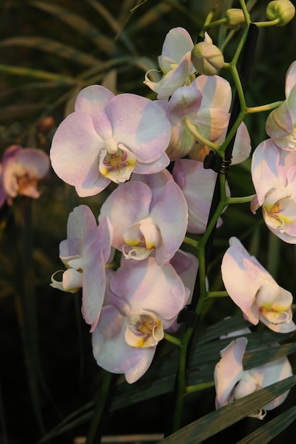 Aphrodite orchid close up background