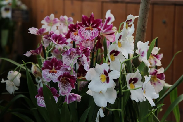 Aphrodite orchid close up background