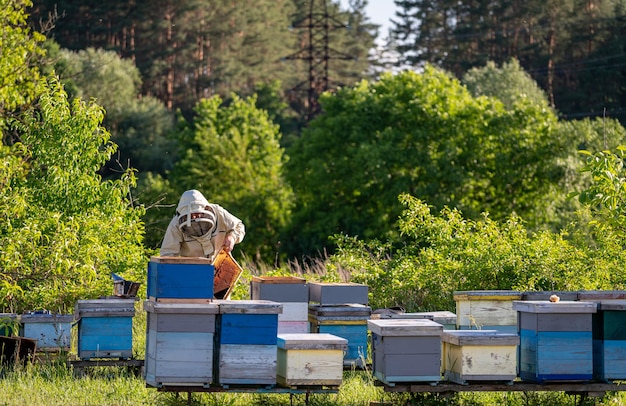 Apiary harvesting sweet honey Beekeeper in protective suit working with natural honeycombs