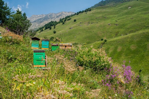 Apiary in the mountains in summer Bee hives in nature