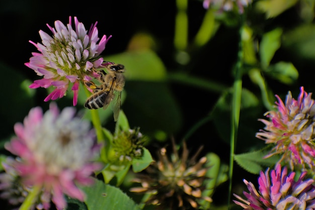 Apis mellifera carnica bee sucking nectar from red clover flower