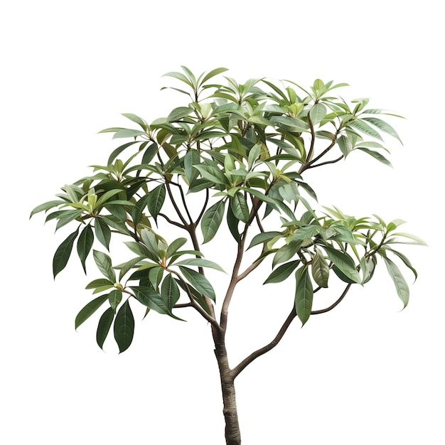 Apocynaceae tree isolated on white background