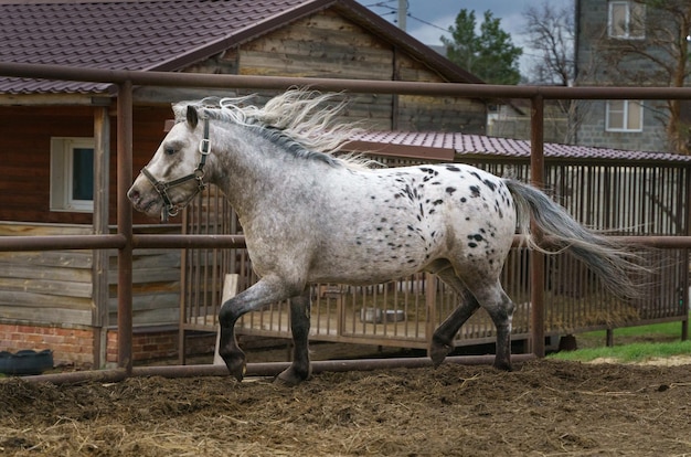 Appaloosa pony running in levada