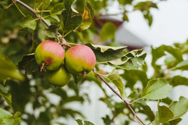 Apple in the apple tree orchard