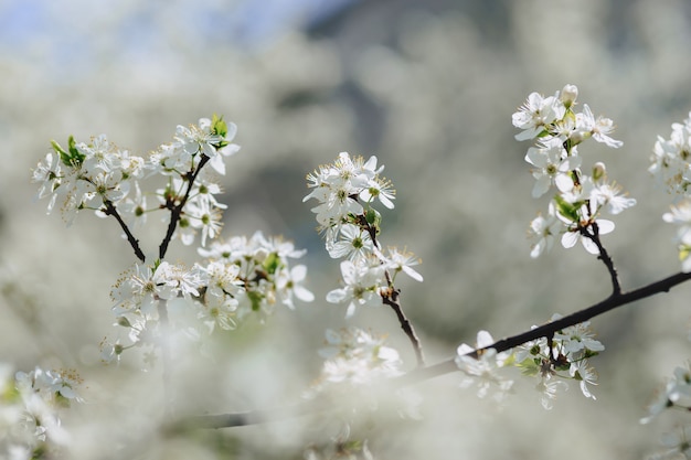 Apple blossom or cherry blossom on a sunny spring day