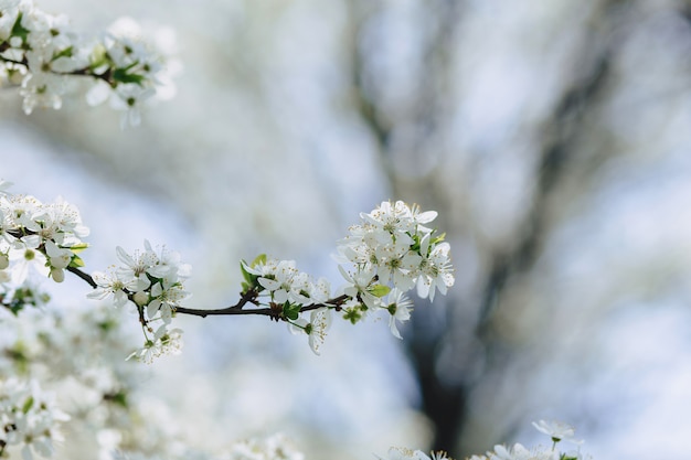 Apple blossom or cherry blossom on a sunny spring day