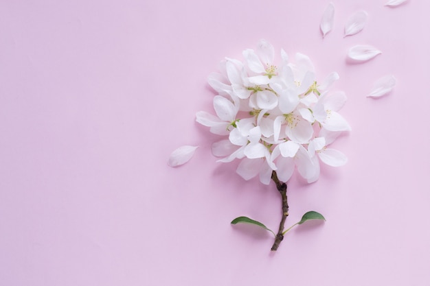 Apple blossom flower buds on pink background