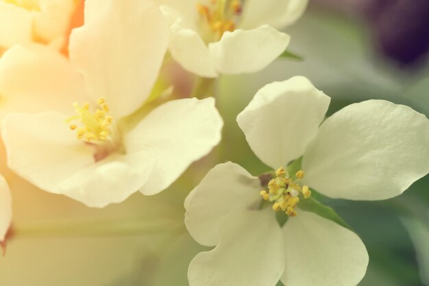 Apple blossom flowers with sunlight