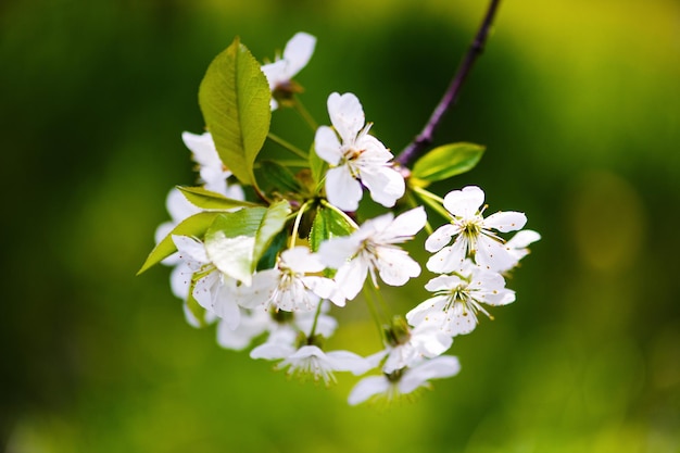 Apple blossom on tree spring time