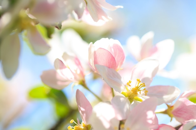 Apple blossoms over blurred nature background