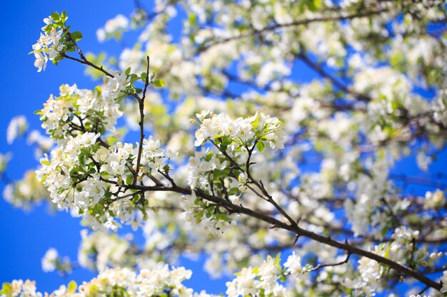 Apple blossoms over blurred nature background