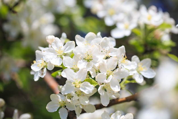 Apple blossoms over blurred nature background