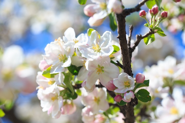 Apple blossoms over blurred nature background