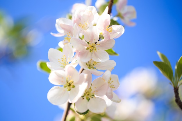 Apple blossoms over blurred nature background