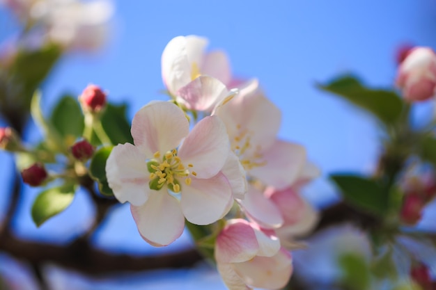 Apple blossoms over blurred nature background