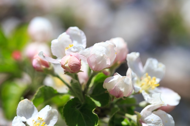 Apple blossoms over blurred nature background