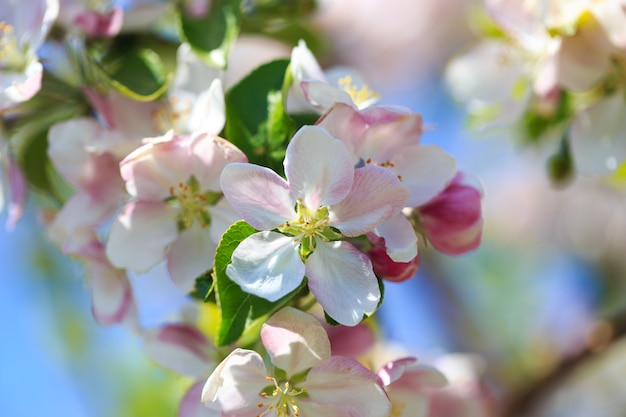 Apple blossoms over blurred nature background