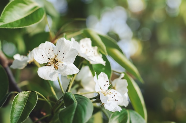 Apple blossoms on a branch with green leaves